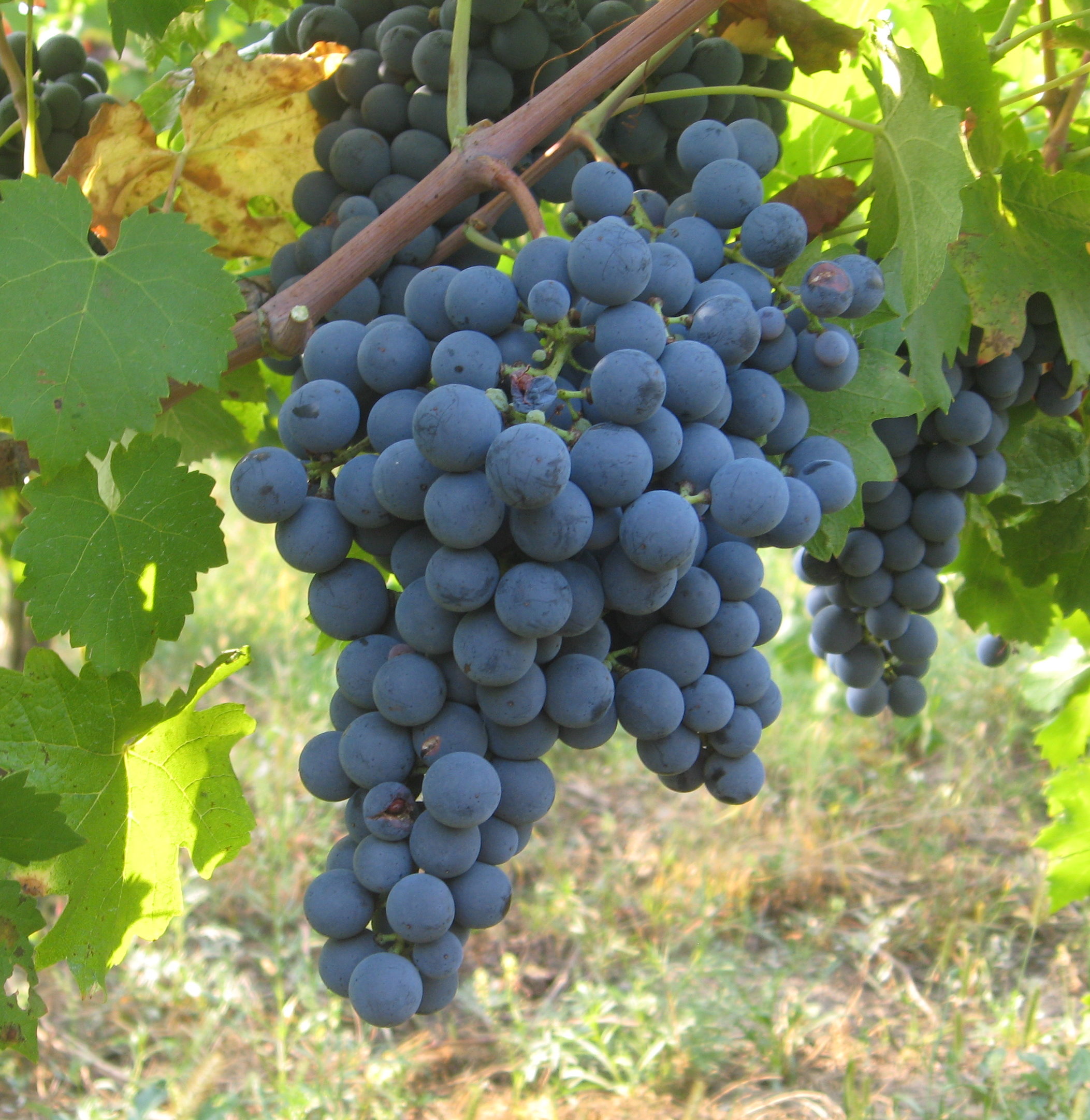  néró szőlő